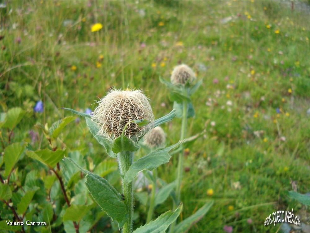 Tanti altri fiori sempre nella conca dei Campelli (4).jpg